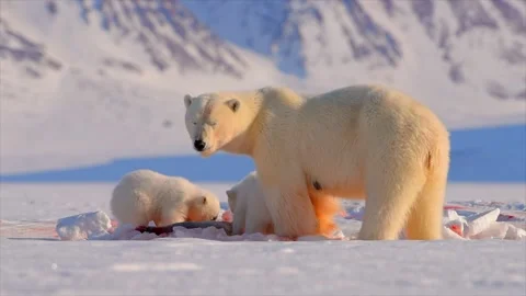 Arctic Fox scavenging while Bears eat a Seal in the Arctic circle Stock-Footage 297533058