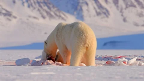 Arctic Fox scavenging while Bears eat a Seal in the Arctic circle Stock-Footage 297533093