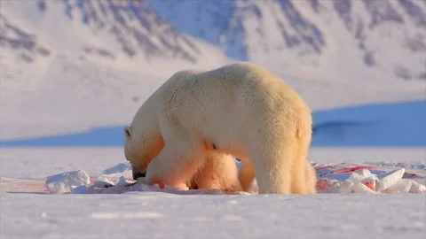 Arctic Fox scavenging while Bears eat a Seal in the Arctic circle Stock-Footage 297533137