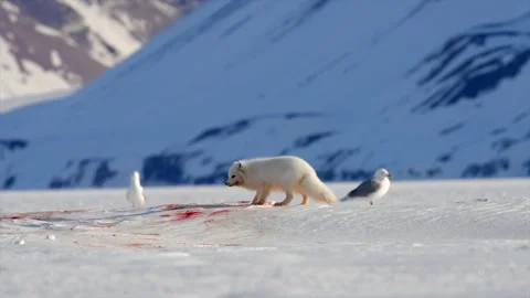 Arctic Fox scavenging while Bears eat a Seal in the Arctic circle Stock-Footage 297533411