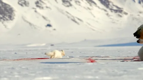 Arctic Fox scavenging while Bears eat a Seal in the Arctic circle Stock-Footage 297533429