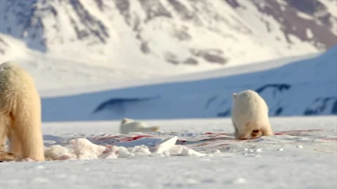 Arctic Fox scavenging while Bears eat a Seal in the Arctic circle Stock-Footage 297533437