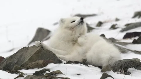 Arctic Fox Scratching Its Back on Snowy Rocks Telephoto Lens 4k Animal Behavior Stock Footage 338253895