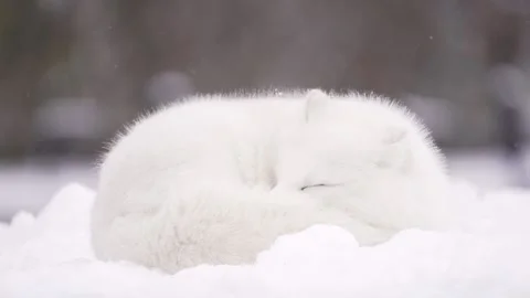 Arctic Fox sleeps in the winter with slow falling snow. Stock Footage 147643872