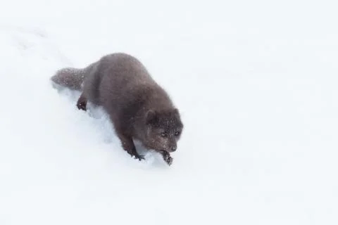 Arctic fox sliding from a snowy hill in winter Stock Photos