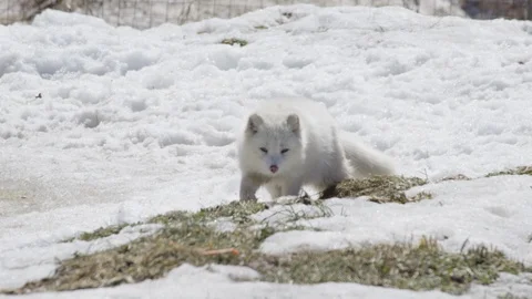 Arctic fox slow motion prowl Stock Footage 106581491