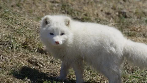 Arctic fox slow motion shake Video stock 106581498