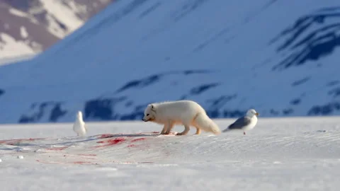 The Arctic fox smelling snow covered with a blood and walking away Stock Footage 326060016
