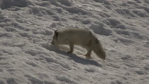 Arctic fox on snowy hillside Stock Footage 73646040