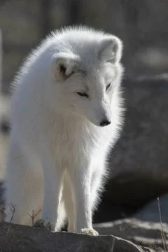 Arctic Fox in springtime. Stock Photos