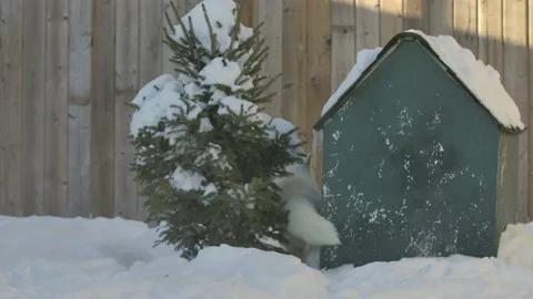 Arctic fox squeezing between tree and dog house in backyard Stock Footage 170836471