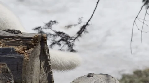 Arctic fox stalking slow motion Stock Footage 106581595