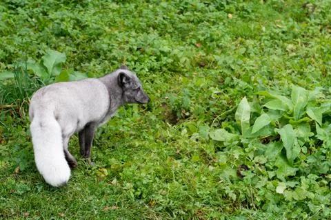 Arctic fox in summer Stock Photos