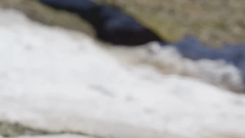 Arctic fox tilt down to sleeping animal Stock Footage 106581647