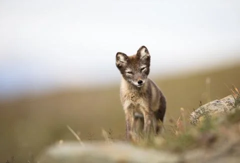 Arctic Fox, Vulpes lagopus, cub in natural habitat, summer in Svalbard Norway Stock Photos