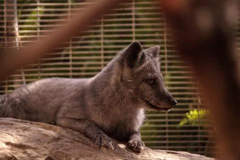 Arctic fox Vulpes lagopus Stock Photos