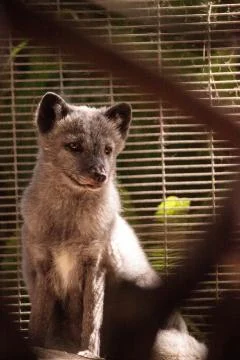 Arctic fox Vulpes lagopus Stock Photos