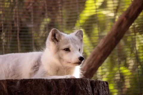 Arctic fox Vulpes lagopus Foto stock