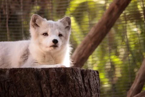 Arctic fox Vulpes lagopus Stock Photos