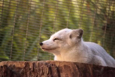 Arctic fox Vulpes lagopus Stock Photos