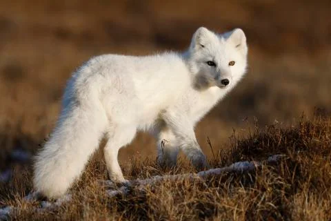 Arctic fox, Vulpes lagopus Stock Photos