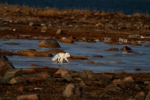 Arctic fox walking on ice during moult phase to winter white coat Stock Photos
