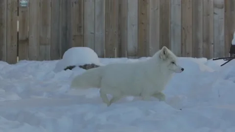 Arctic fox walking in snowy backyard towards camera slomo Stock Footage 170836470