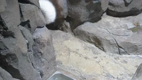 Arctic fox white fox breeding ornamental Video stock 235454229