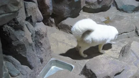 Arctic fox white fox breeding ornamental Video stock 235454344