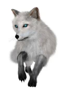 Arctic Fox on White Stock Illustration