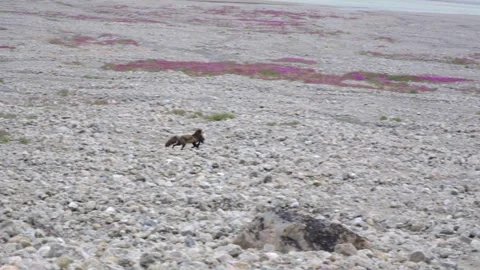 Arctic Fox Wildlife, Fox in Summer Coat Carrying Hunted Goose, Auyuittuq Video stock 341335238