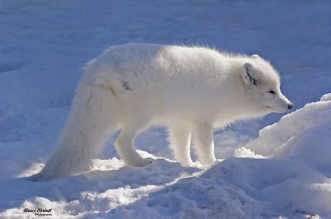 An arctic fox in winter. Stock Photos