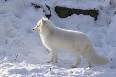 An Arctic Fox in winter. Stock Photos