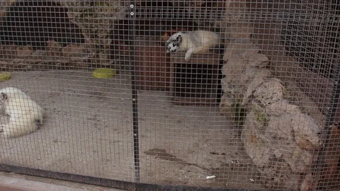 Arctic fox at the Zoo Video stock 75038566