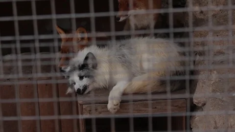 Arctic fox at the Zoo Stock Footage 75038590
