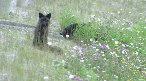 Arctic Foxes 库存影片 68680134