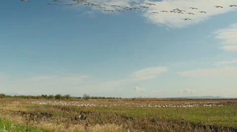Arctic Geese Landing in a Marsh Stock Footage 37452331