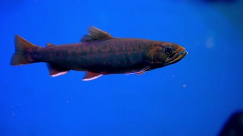 Arctic grayling fish with beautiful starry coloring swimming Stock Footage 239380118