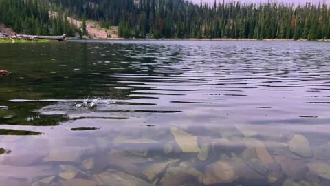 Arctic Grayling Leaps from Water to Catch Flying Insect in Slow Motion Video stock 340935062