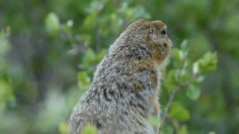 Arctic Ground Squirrel adult calling 스톡 동영상 88551153