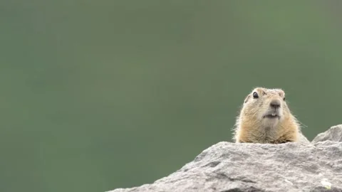 Arctic Ground Squirrel Alerting on Rocky Outcrop Close Up 4k Video Stock Footage 338260603