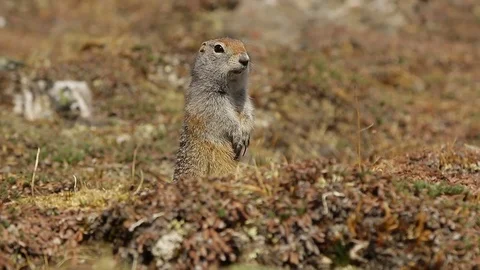 Arctic Ground Squirrel cautiously looking out of hole Video stock 79102180