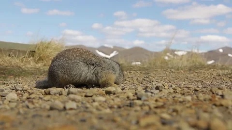 Arctic Ground Squirrel close to camera 스톡 동영상 79273472