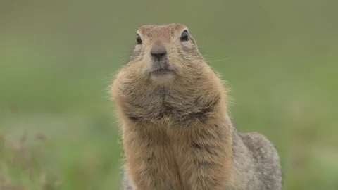 Arctic Ground Squirrel Close Up Portrait in Kamchatka 4k Telephoto Lens Stock Footage 338260596