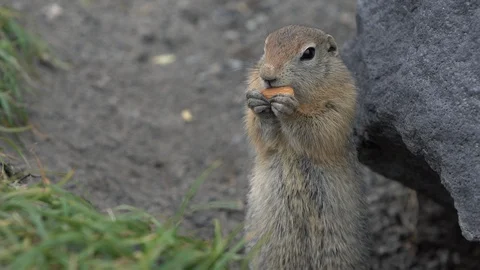 Arctic ground squirrel eating almond nut holding food in paws Stock Footage 124760950