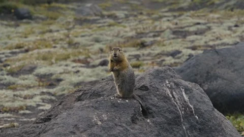 Arctic ground squirrel eating seeds on a summer day in Kamchatka Stock Footage 311949163