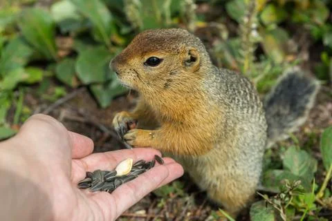 Arctic ground squirrel eats seeds from human hands. Kamchatka Stock Photos