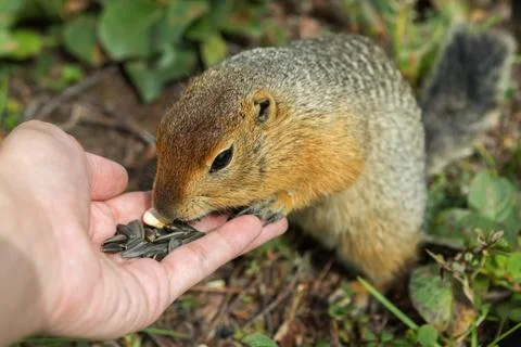 Arctic ground squirrel eats seeds from human hands. Kamchatka Stock Photos