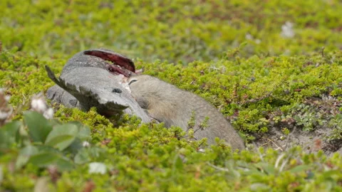 Arctic ground squirrel feeding on dead fish, Alaska, USA Stock-Footage 138941067