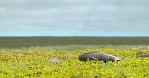 Arctic ground squirrel feeding on dead fish, Alaska, USA Stock-Footage 138941122